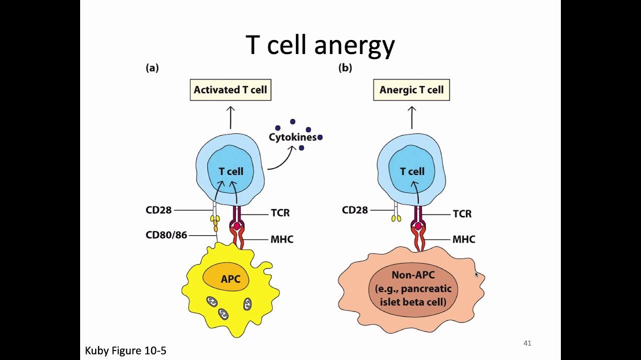 Immunology Fall 2019 Lecture 21: T Cell Activation and CTLs смотреть онлайн