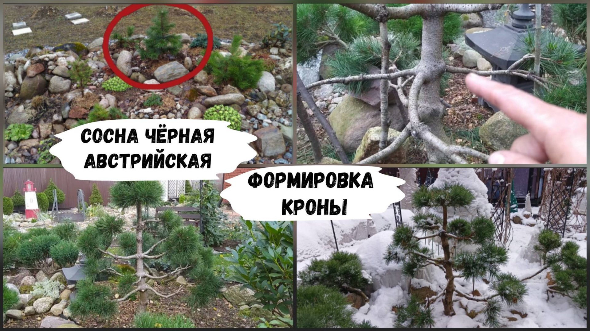 Сосна чёрная австрийская. Формировка кроны. смотреть онлайн