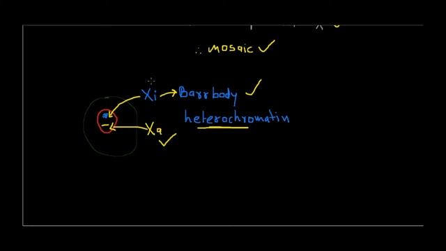 X Inactivation – Lyonization смотреть онлайн