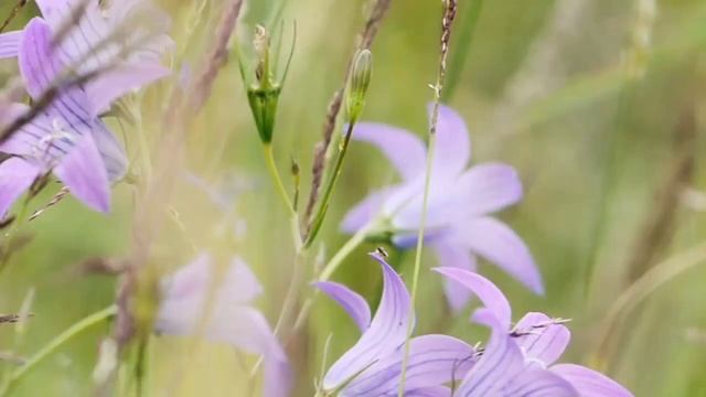 Алексей Толстой / рассказ "Клякса" / аудиокнига / читает Нана Медведева смотреть онлайн