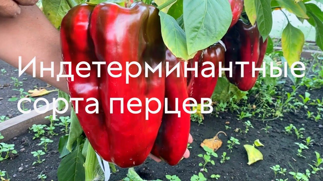 Индетерминантные сорта перцев #ШПС № 121 смотреть онлайн
