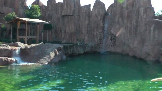 Рыбинск-Турция. Тигр водоплавающий! смотреть онлайн