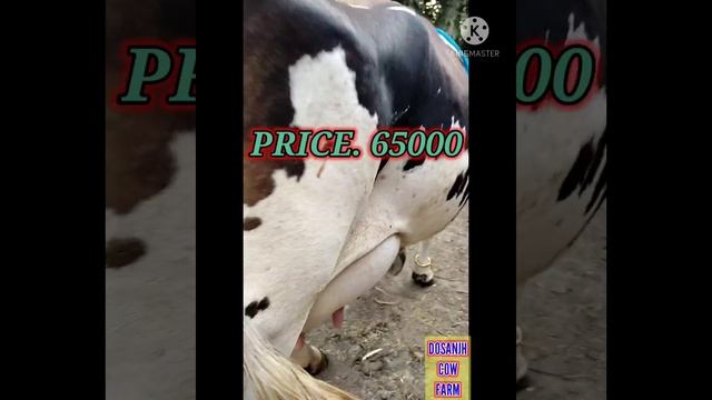 HF COW FOR SALE. PRICE. 65000.MILK.32KG+.DOSANJH COW FARM. P.H 9855128691 смотреть онлайн