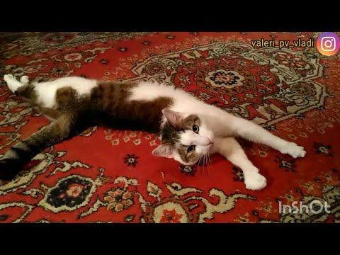 Кот Гена - Бадун :) смотреть онлайн