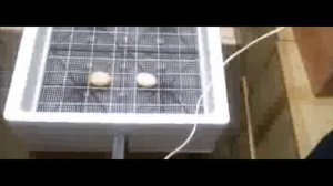 инкубатор Идеальная наседка