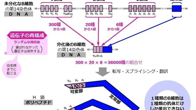 抗体分子・ＢＣＲ・ＴＣＲの構造とその多様性（ゆうきのバイオロジー） смотреть онлайн