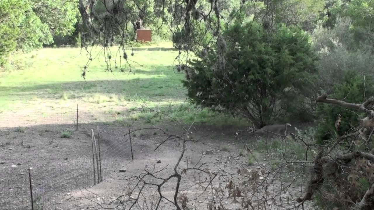 2012 Las Matasones 4 Gen 2 SABO Sight Bow Hunting