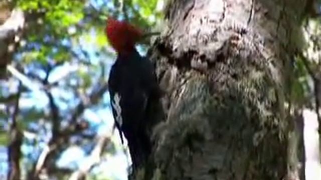 Pajaro Carpintero excursion avistaje aves laninturismo.com смотреть онлайн