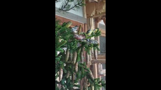 Видео друзей смотреть онлайн