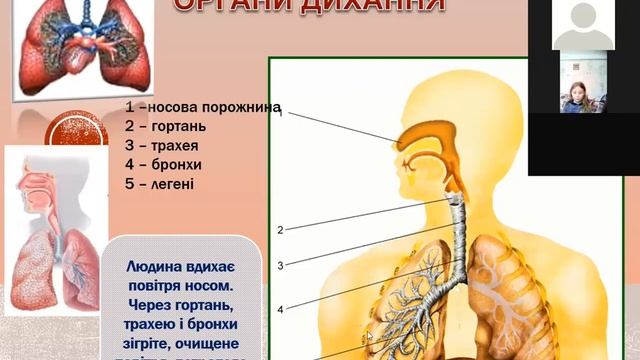 3клас Природа Дихальна система смотреть онлайн