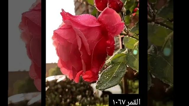 Новый мавлид. На аварском языке смотреть онлайн