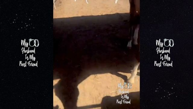 Ray J's Wife Princess Love Visits Her Horse To Give It A Bath! 🐎 смотреть онлайн