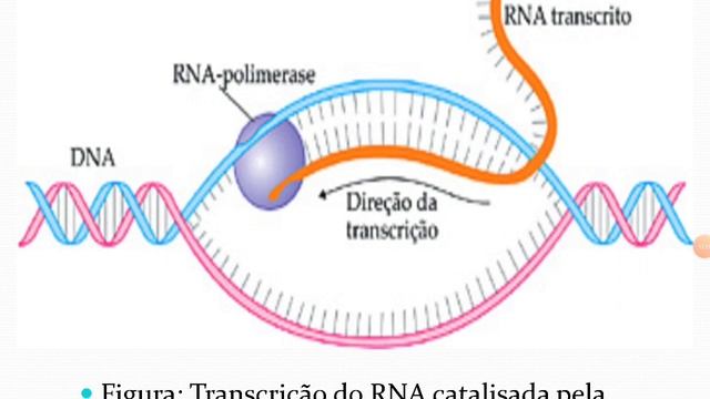 Genética Molecular (2) - Replicação, Transcrição e Tradução смотреть онлайн