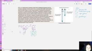 ЕГЭ Биология. Задание 28. Задача на псевдоаутосомное наследование гена