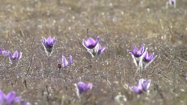 Küchenschelle (Pulsatilla vulgaris) im Gegenlicht Canon Powershot SX30IS Superzoom смотреть онлайн