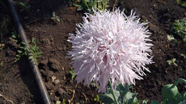 Растения, ЗАПРЕЩЕННЫЕ для выращивания на ДАЧНОМ УЧАСТКЕ.