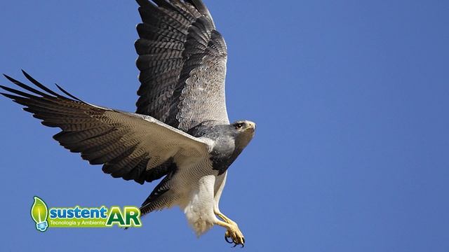 Animales de Argentina смотреть онлайн