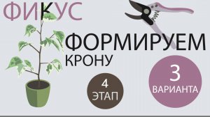 №102. Фикус Бенджамина. Этап 4. Формируем 3 вида кроны. Корректирующие обрезки.