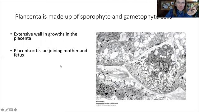 Bryophytes смотреть онлайн