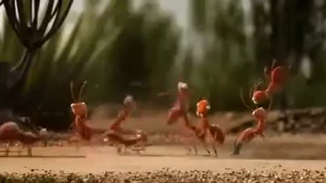 Животные в компании смотреть онлайн