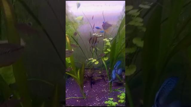 Релакс.Подводный мир. смотреть онлайн