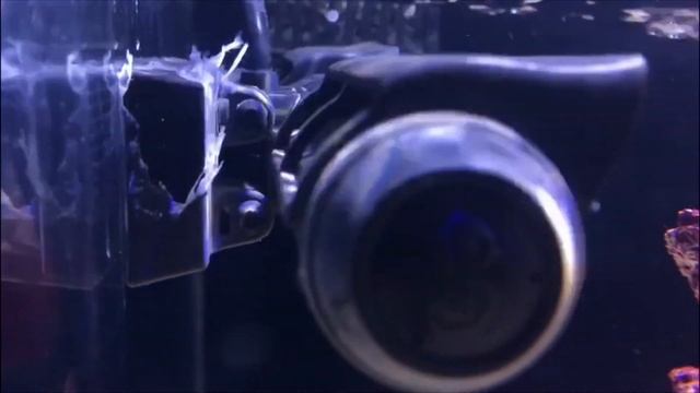 Ep.10 | 4 Ways to cycle your Reef Tank - Real Experiences смотреть онлайн
