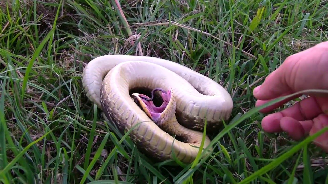 4K UHD Hognose Snake Playing Dead 1080p