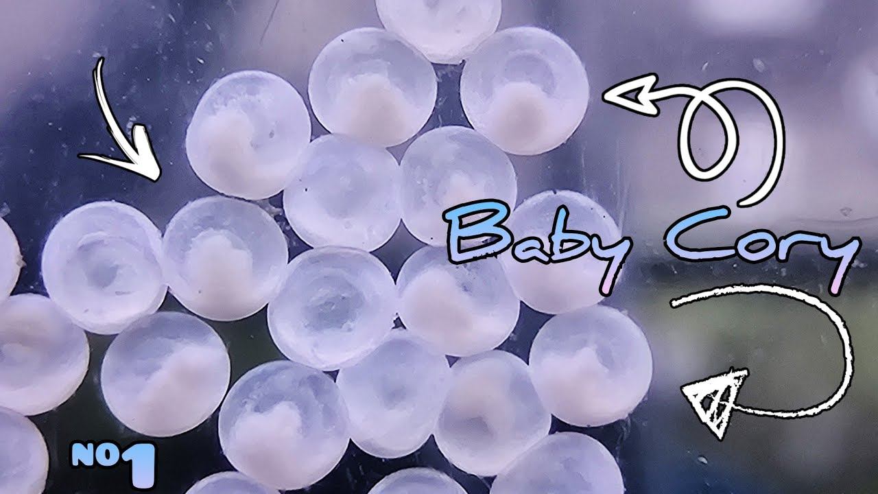 Je tente ma première reproduction de corydoras 🤩 смотреть онлайн