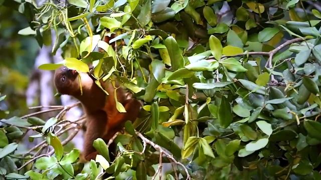 Endangered Lemurs of Madagascar! Video series. смотреть онлайн