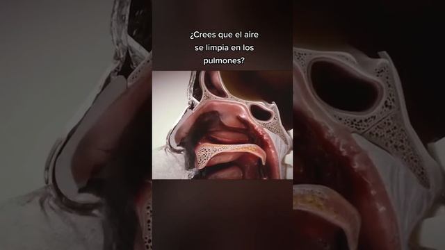 ¿Crees que el aire se limpia en los pulmones? CONSEJO PARA LA SALUD # 14 смотреть онлайн