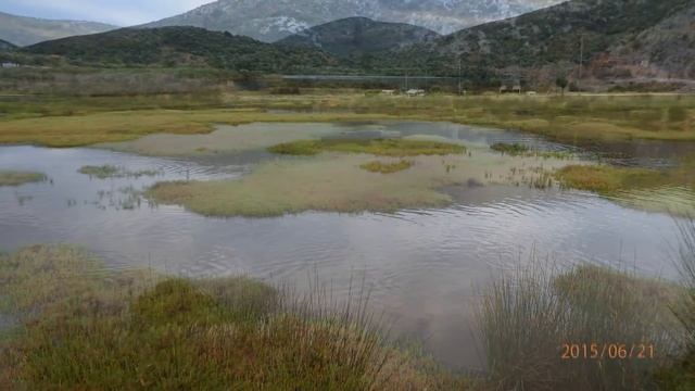 Atriplex portucaloides смотреть онлайн