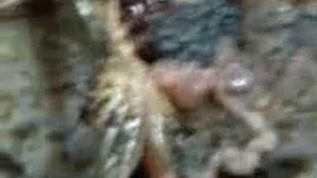 Видео-0001дм.mp4 смотреть онлайн