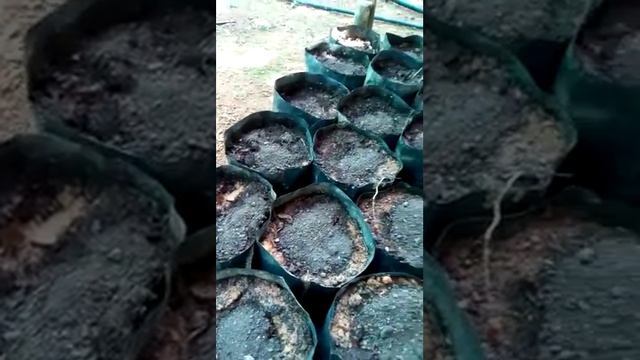 Black Pepper Planting смотреть онлайн