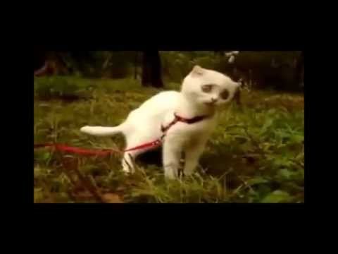 Супер МЕГА Ржачный Прикол лучшие приколы с животными 2015 смотреть онлайн