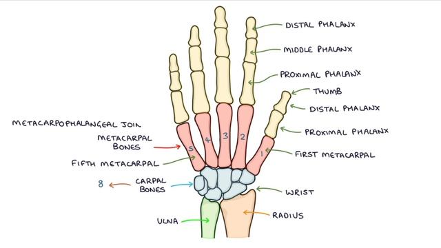 Anatomy Of The Skeleton