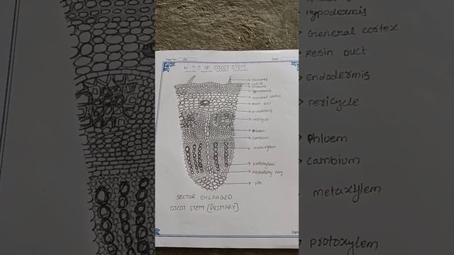T.S Of Dicot stem смотреть онлайн