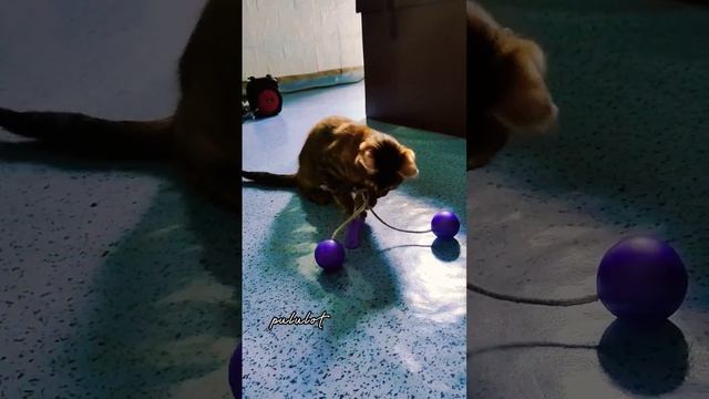 #latolato #latolatochallenge #cat #cats смотреть онлайн
