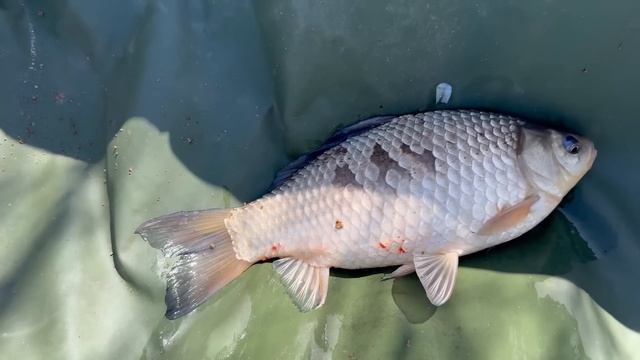 Карась і Короп не давали присісти