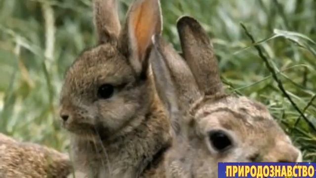 05.04.2022р. НУШ 3 клас "Службові частини мови. Прийменник". смотреть онлайн