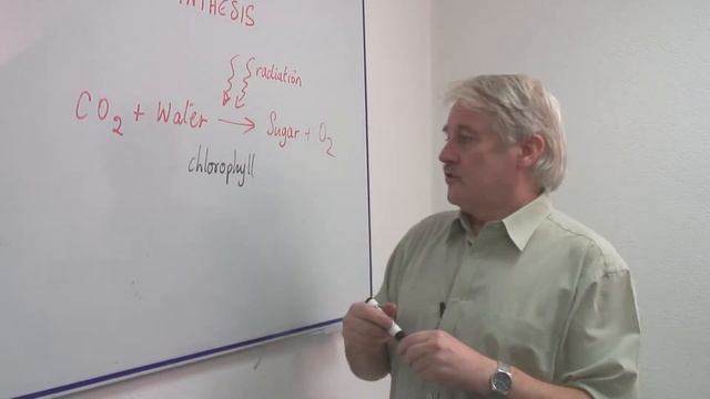 Science & Nature Information : What Is the Function of Photosynthesis? смотреть онлайн
