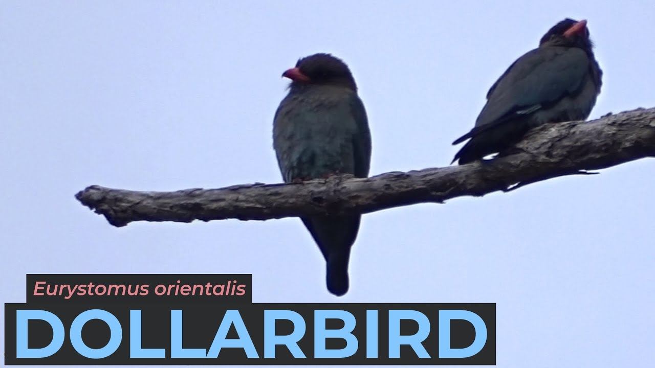 Dollarbird (Eurystomus orientalis) | Woolgoolga Creek Picnic Area, New South Wales (AUSTRALIA) смотреть онлайн