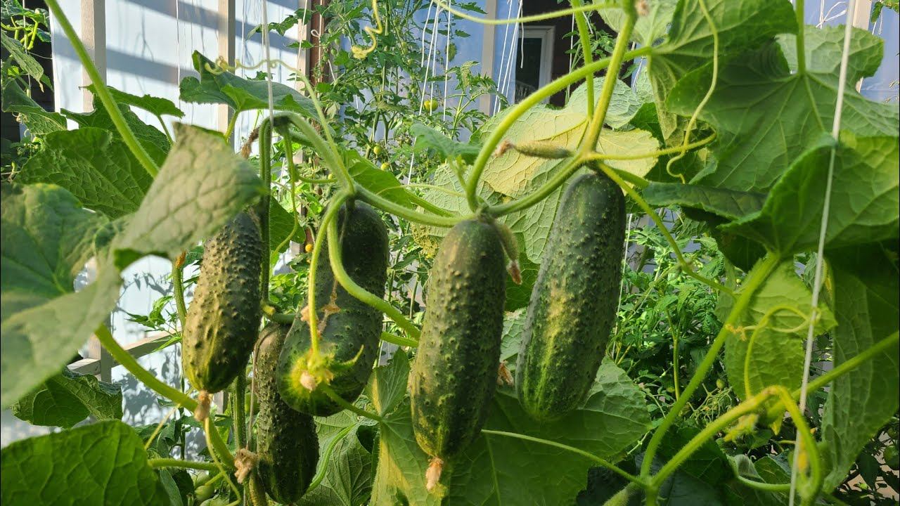 Университетные гонки