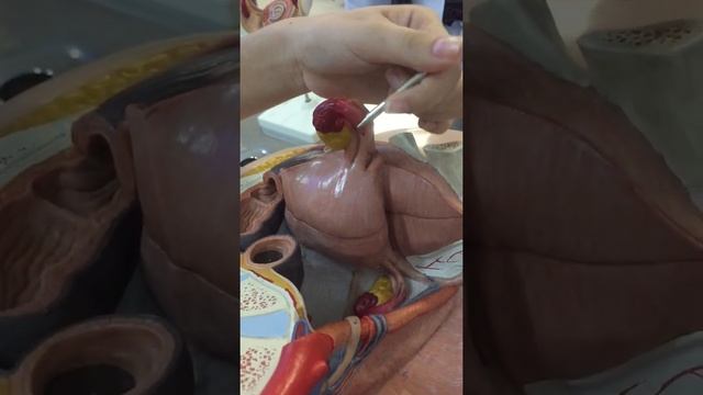 Sistema reprodutor feminino,anatomia смотреть онлайн