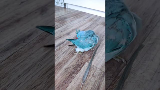 КУПИЛИ ЗАПЧАСТИ ДЛЯ НОВОГО ПОПУГАЯ😳😆😱ожереловый попугай Микки#топотусенькость #шкодюсенькость смотреть онлайн
