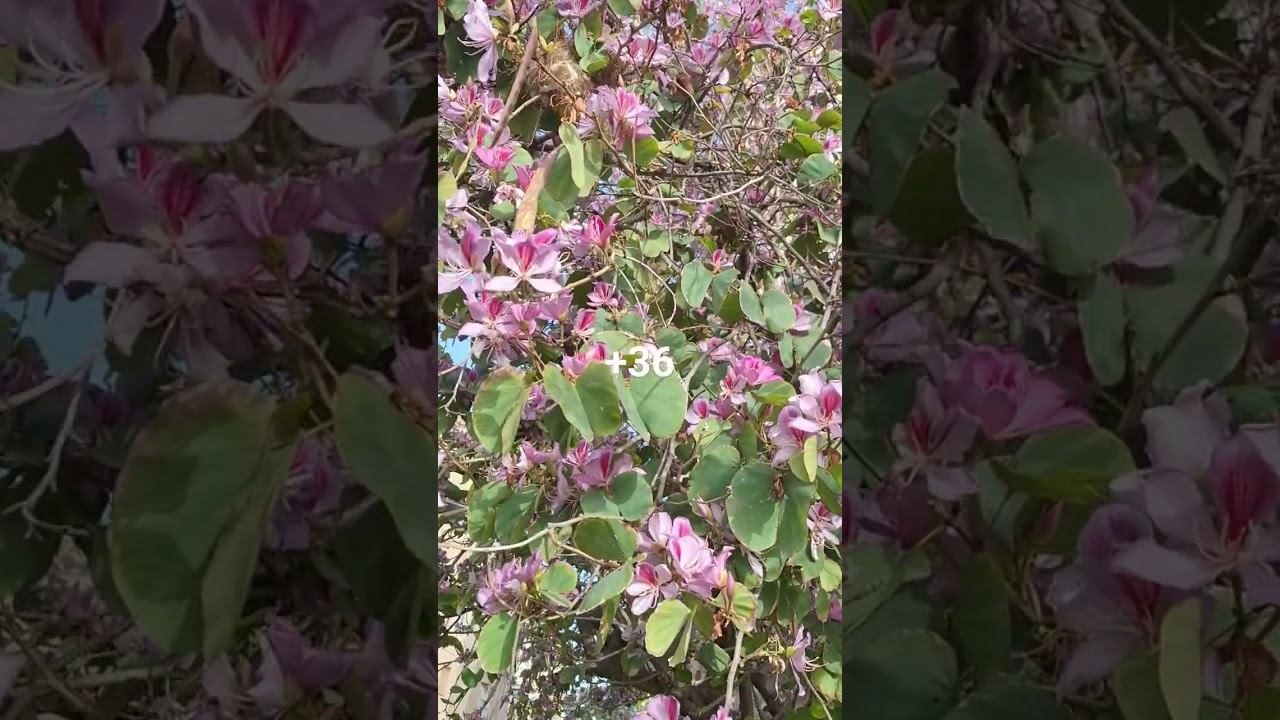 It's spring #israel #akko #spring #blossom смотреть онлайн