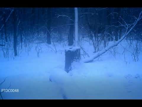 3 марта Всемирный День Дикой Природы смотреть онлайн