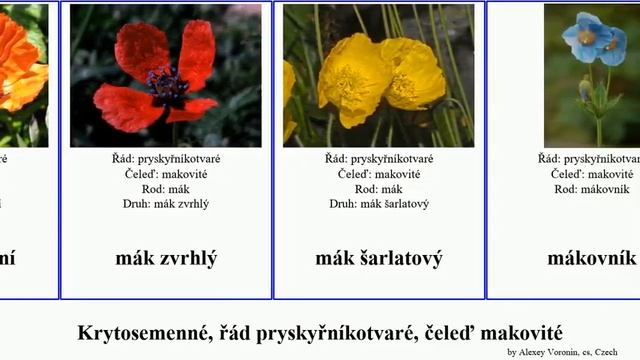 Krytosemenné, řád pryskyřníkotvaré, čeleď makovité mák zemědým srdcovka canadensis angiosperms смотреть онлайн