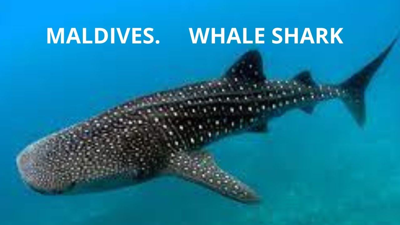 Maldives. Whale shark. Мальдивы. Китовая акула. смотреть онлайн