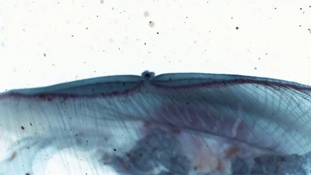 Mujuice - Aquatilis смотреть онлайн