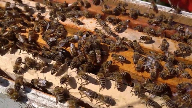 И снова рой! Видео 3. смотреть онлайн